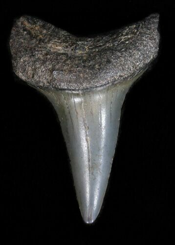 Bargain Fossil Mako Shark Tooth #40028